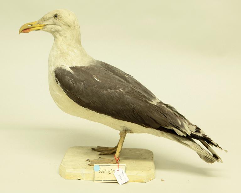 animal naturalisé : oiseau : Goéland marin