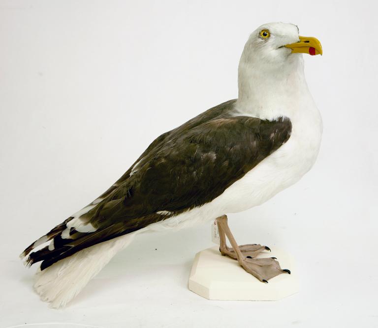 animal naturalisé : oiseau : Goéland marin