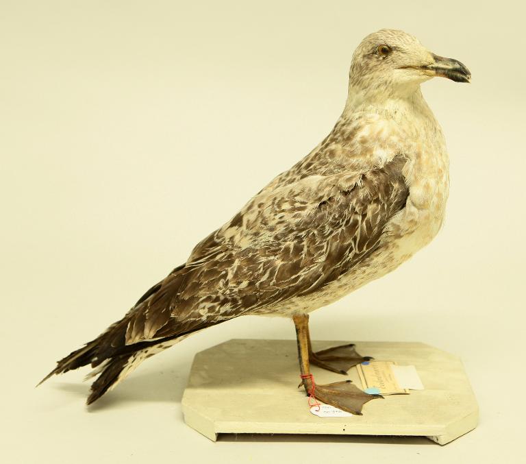 animal naturalisé : oiseau : Goéland marin