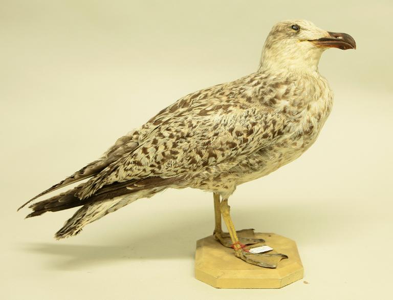 animal naturalisé : oiseau : Goéland marin