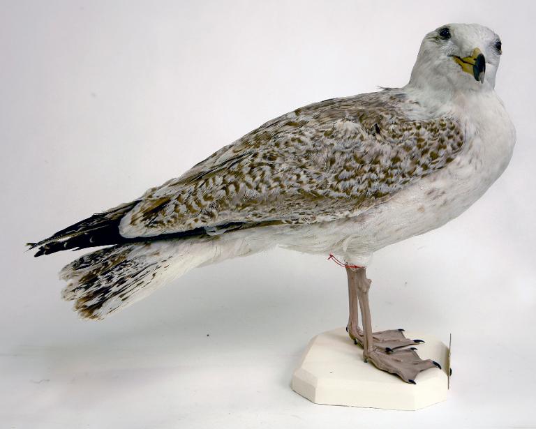 animal naturalisé : oiseau : Goéland marin