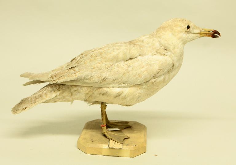 animal naturalisé : oiseau : Goéland bourgmestre