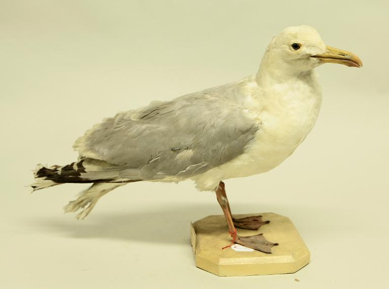 animal naturalisé : oiseau : Goéland leucophée