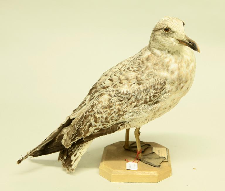 animal naturalisé : oiseau : Goéland argenté