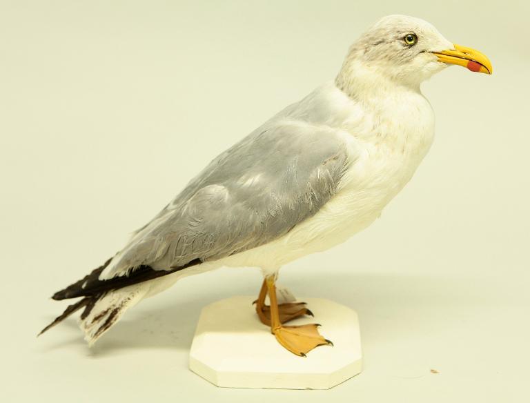 animal naturalisé : oiseau : Goéland leucophée