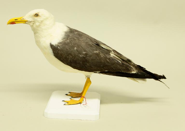 animal naturalisé : oiseau : Goéland brun