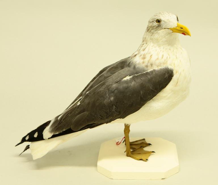 animal naturalisé : oiseau : Goéland brun