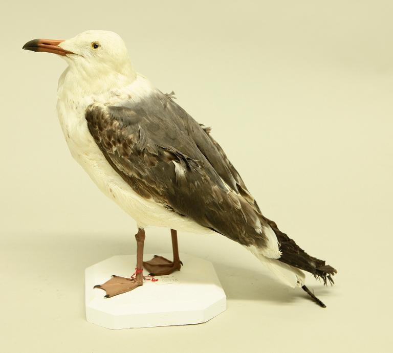 animal naturalisé : oiseau : Goéland brun