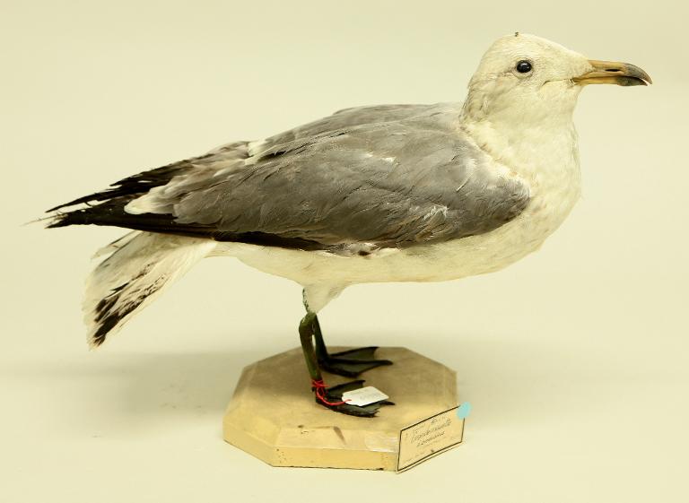 animal naturalisé : oiseau : Goéland brun