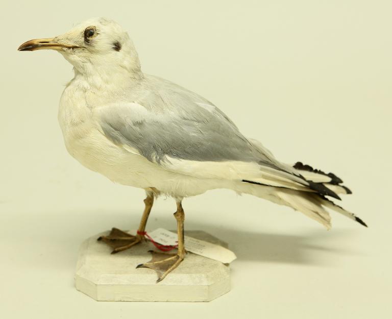 animal naturalisé : oiseau : Mouette rieuse