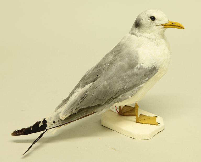 animal naturalisé : oiseau : Goéland cendré