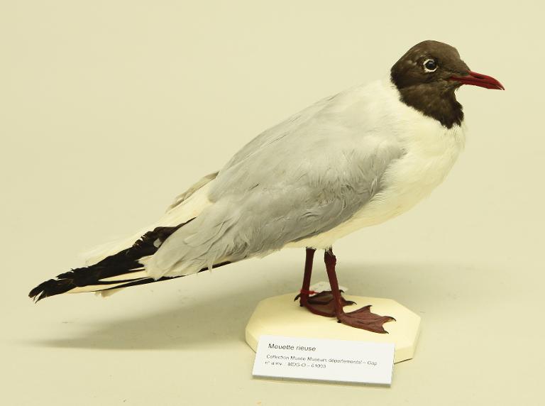 animal naturalisé : oiseau : Mouette rieuse