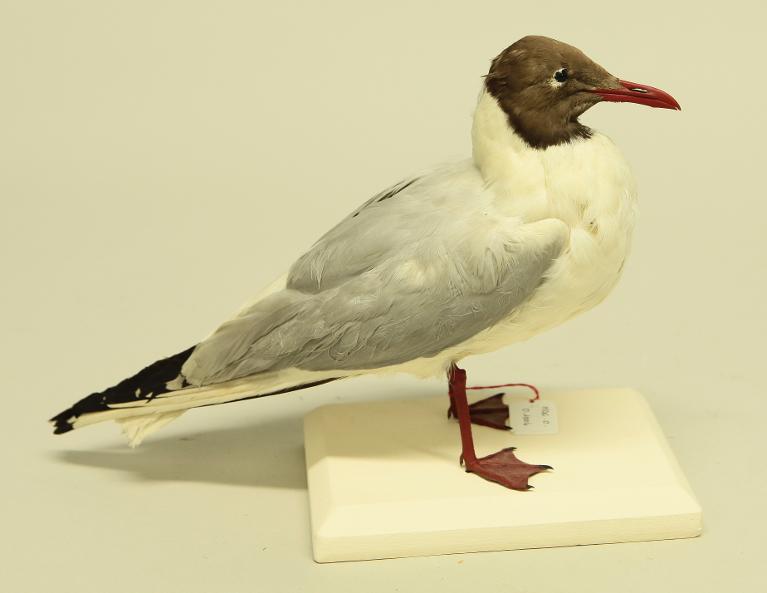 animal naturalisé : oiseau : Mouette rieuse