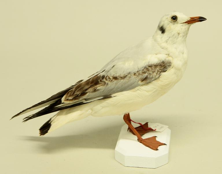 animal naturalisé : oiseau : Mouette rieuse
