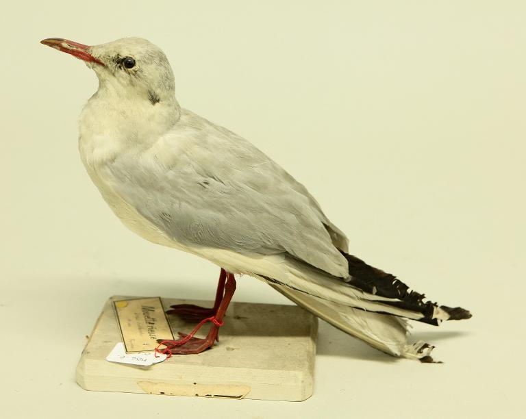 animal naturalisé : oiseau : Mouette rieuse