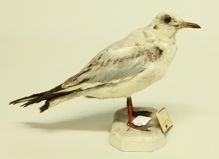 animal naturalisé : oiseau : Mouette rieuse