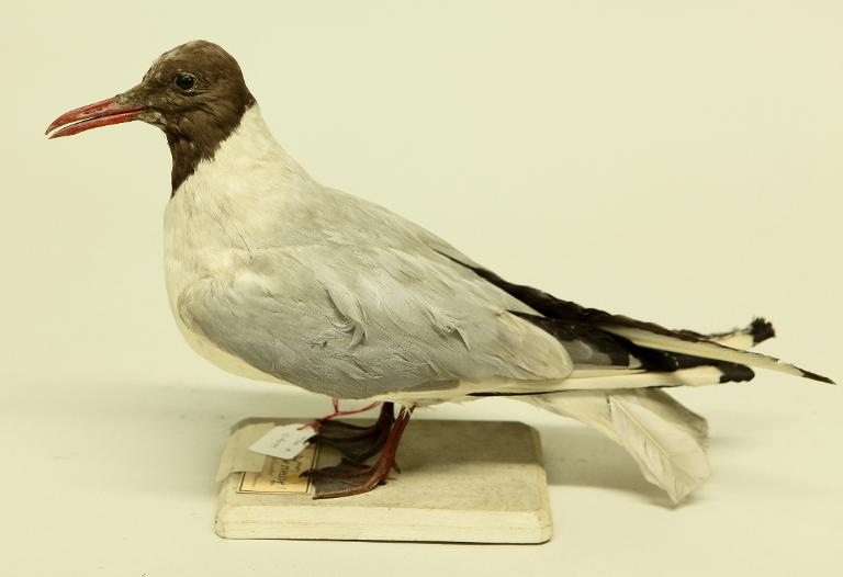 animal naturalisé : oiseau : Mouette rieuse