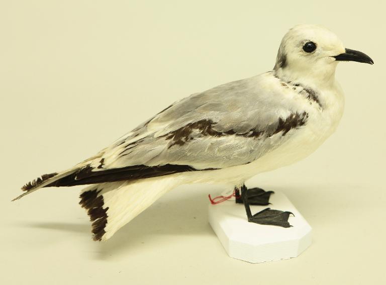 animal naturalisé : oiseau : Mouette tridactyle