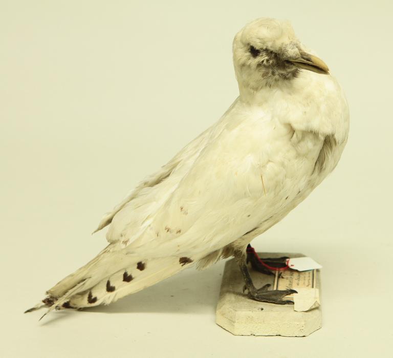 animal naturalisé : oiseau : Mouette blanche