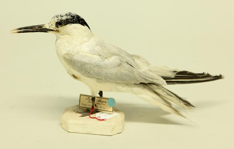 animal naturalisé : oiseau : Sterne caugek
