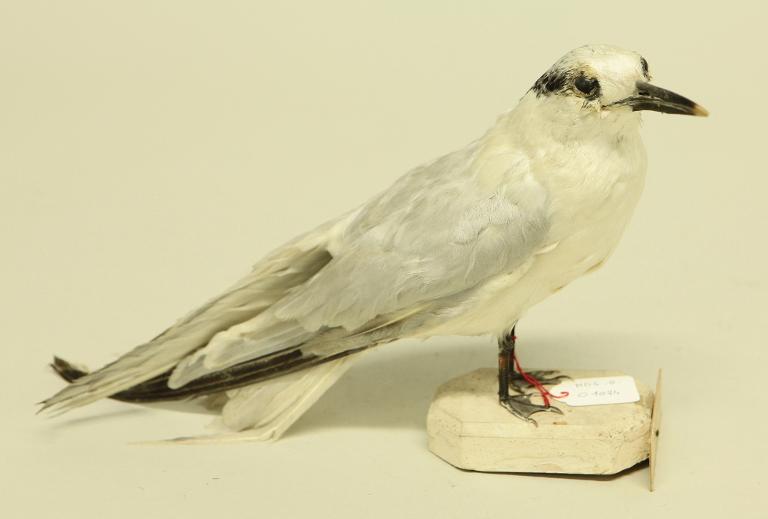 animal naturalisé : oiseau : Sterne caugek