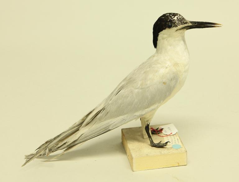 animal naturalisé : oiseau : Sterne caugek