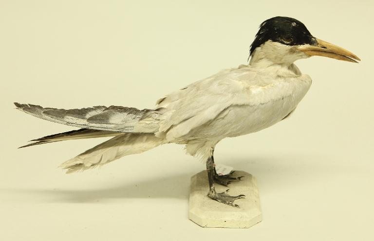 animal naturalisé : oiseau : Sterne caspienne