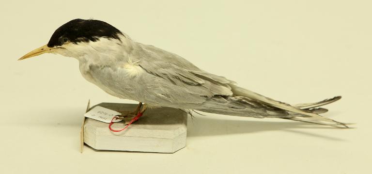 animal naturalisé : oiseau : Sterne arctique