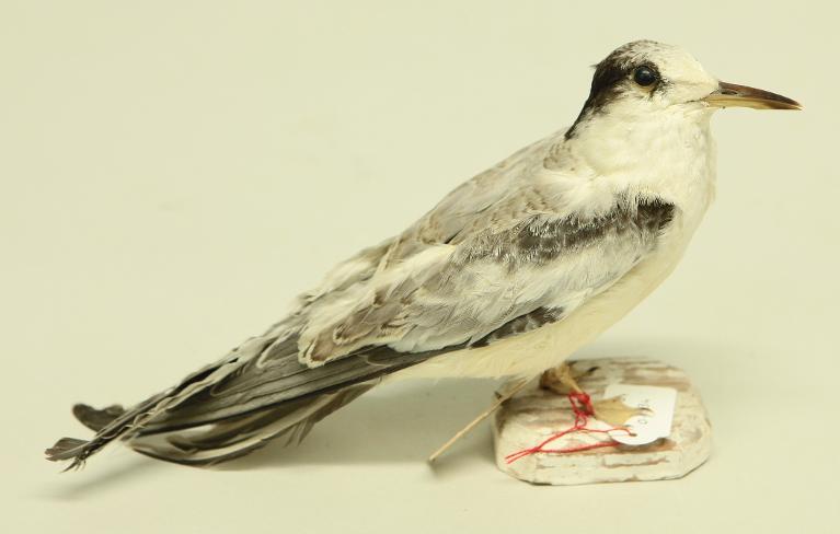 animal naturalisé : oiseau : Sterne pierre-garin