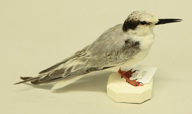 animal naturalisé : oiseau : Sterne naine