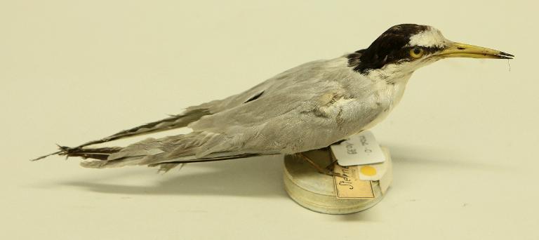 animal naturalisé : oiseau : Sterne naine