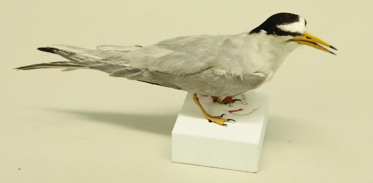 animal naturalisé : oiseau : Sterne naine