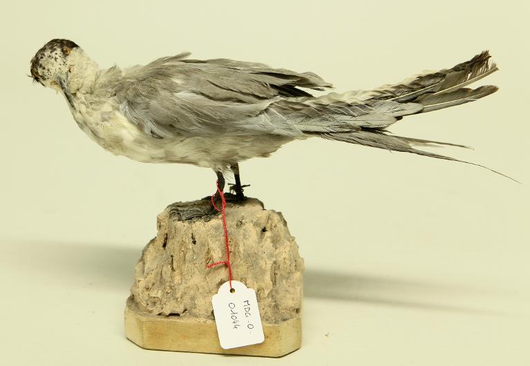 animal naturalisé : oiseau : Sterne