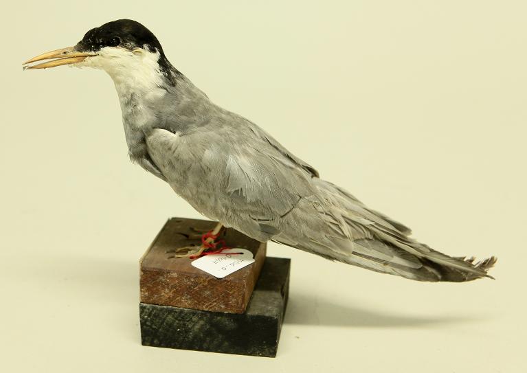 animal naturalisé : oiseau : Guifette moustac