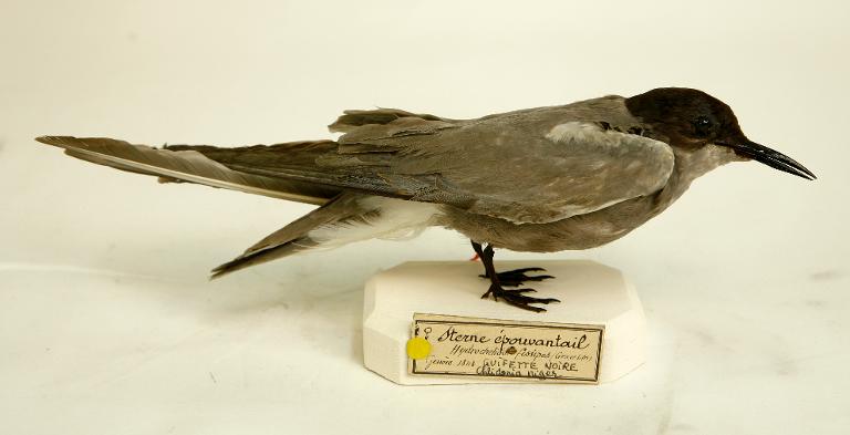 animal naturalisé : oiseau : Guifette noire