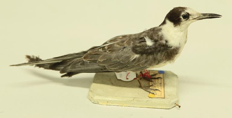 animal naturalisé : oiseau : Guifette noire