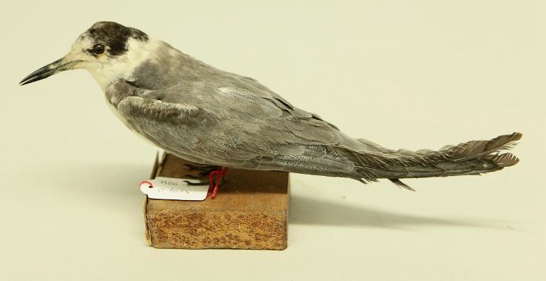 animal naturalisé : oiseau : Guifette noire