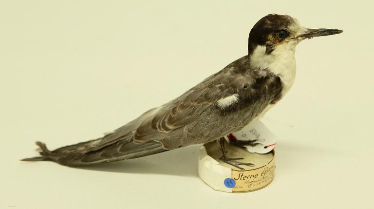 animal naturalisé : oiseau : Guifette noire