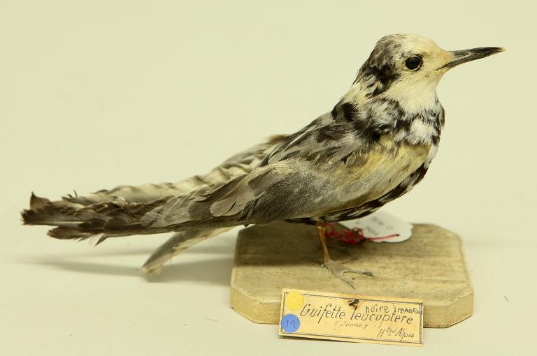 animal naturalisé : oiseau : Guifette noire