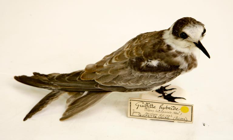 animal naturalisé : oiseau : Guifette noire