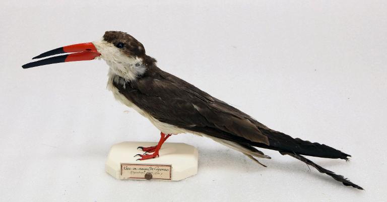 animal naturalisé : oiseau : Bec-en-ciseau noir