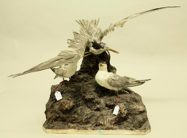 animal naturalisé : oiseau : Sterne voyageuse