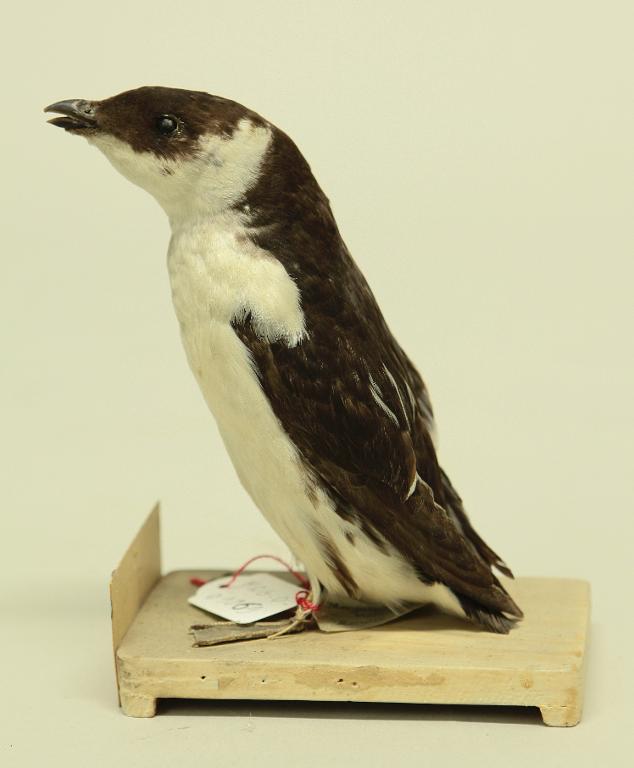 : oiseau : Mergule nain