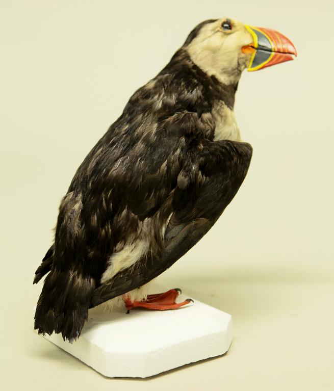 animal naturalisé : oiseau : Macareux moine