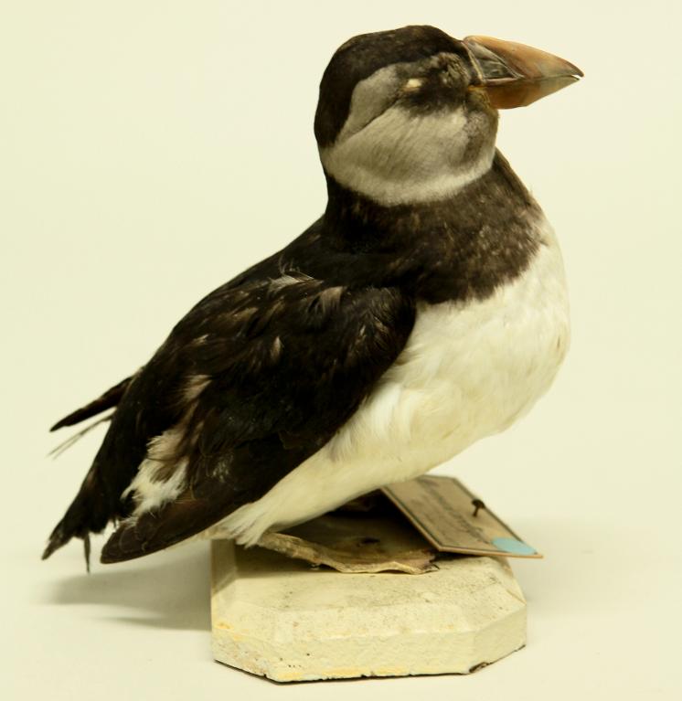 animal naturalisé : oiseau : Macareux moine