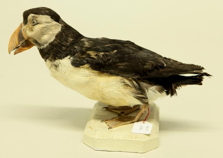 animal naturalisé : oiseau : Macareux moine