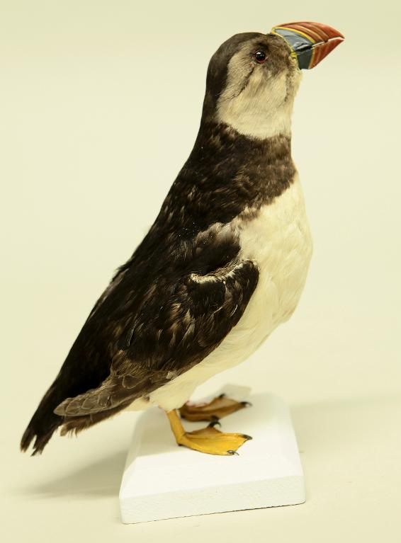 animal naturalisé : oiseau : Macareux moine