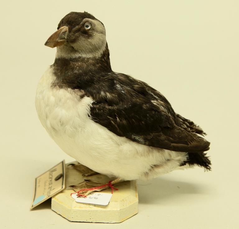 animal naturalisé : oiseau : Macareux moine