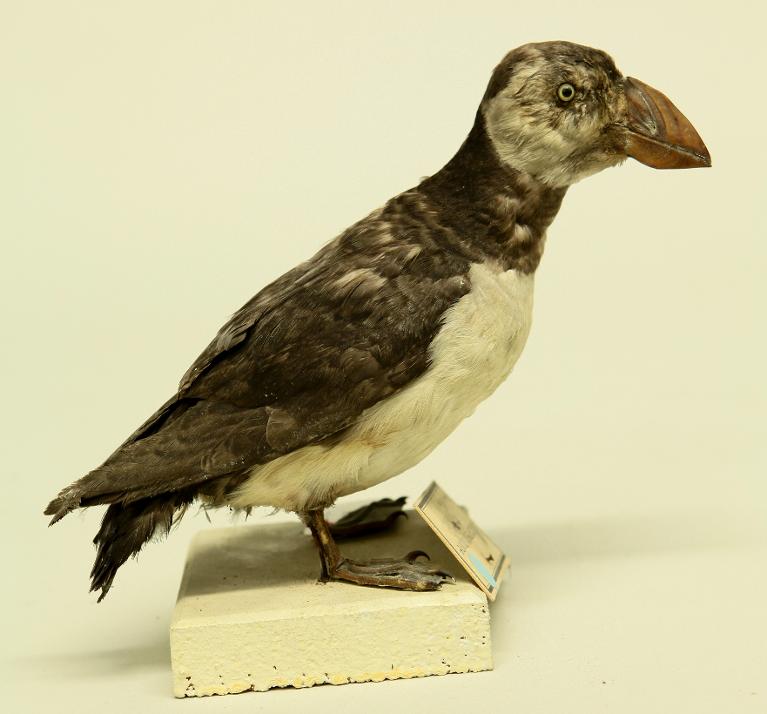 animal naturalisé : oiseau : Macareux moine