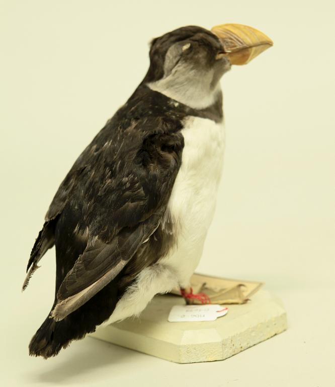 animal naturalisé : oiseau : Macareux moine